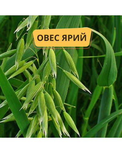 Рожь, сидерат, 1кг