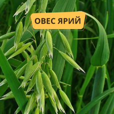 Овес, сидерат, 1кг