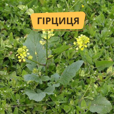Горчица, сидераты, 1кг