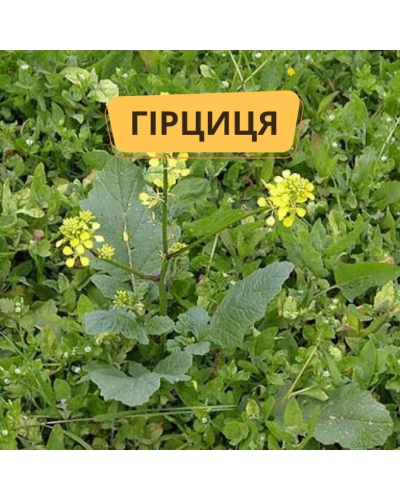 Горчица, сидераты, 1кг