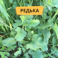 Редька масляничная, сидерат, 1кг