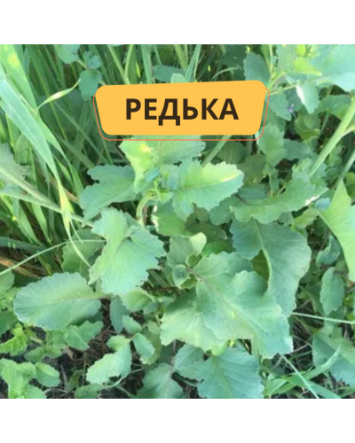 Редька масляничная, сидерат, 1кг