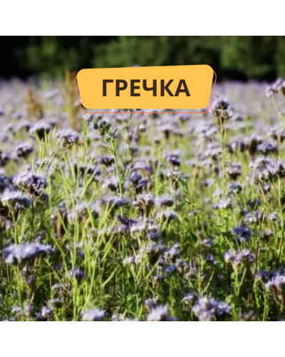 Гречка, сидерат, 1кг