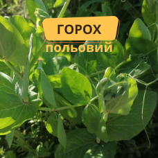 Горох полевой, сидерат, 1кг