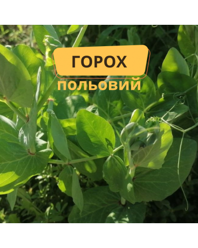 Горох полевой, сидерат, 1кг