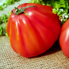 Томат Сто пудов 25 шт
